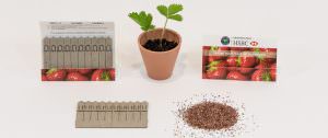 Strawberry Seedsticks - Growing in Pot