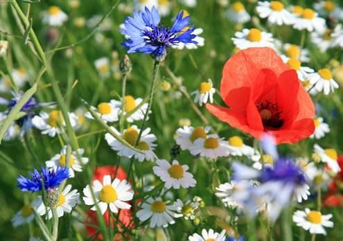 Wildflower Meadow