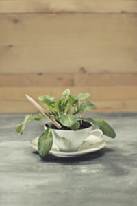 Sprout Pencil growing from tea cup