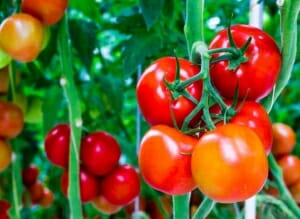 tomatoes to grow from Seedsticks™