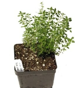 Thyme: one of the many herbs that may be grown with our Seedsticks™