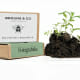 Custom Printed Seedball Matchbox with Growing Plant
