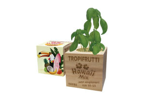 Eco Cube - Promotional Plant Pots