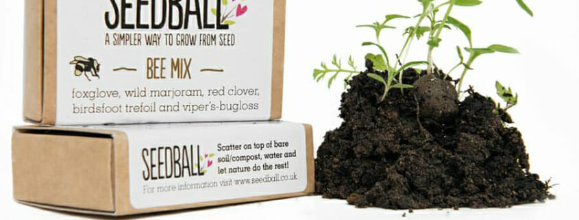 Sustainable Wildflower Seedballs in Branded Bo