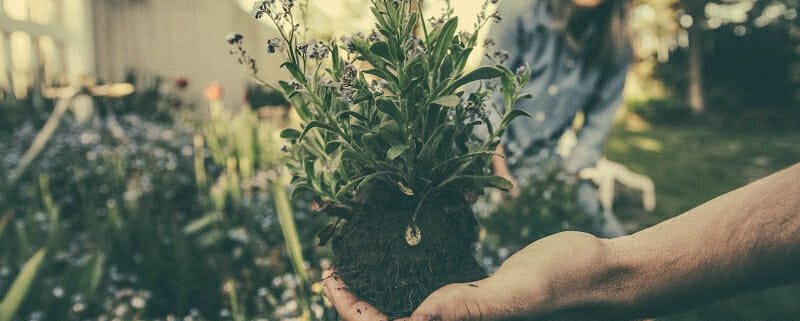 Gardening Improves Mental Health