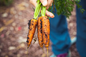 Carrots just pulled from the earth