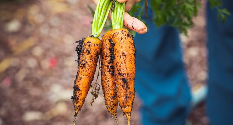 Carrots just pulled from the earth