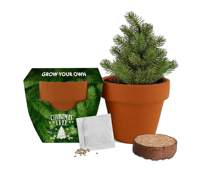 Christmas Tree-To-Be Spruce Grow Kit