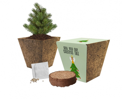 Grow Your Own Christmas Tree - Single Pot Grow Kit