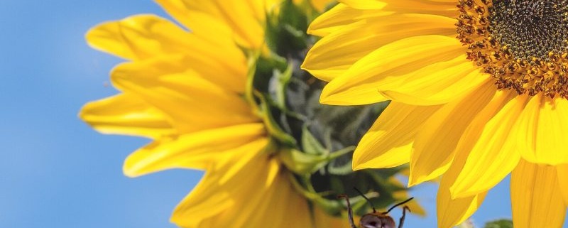 Organic September- Sunflower