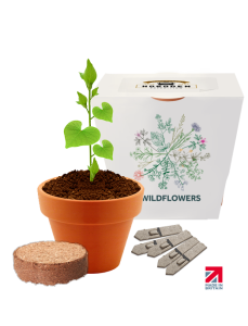 Clay Pot Seed Kit - Essentials Range