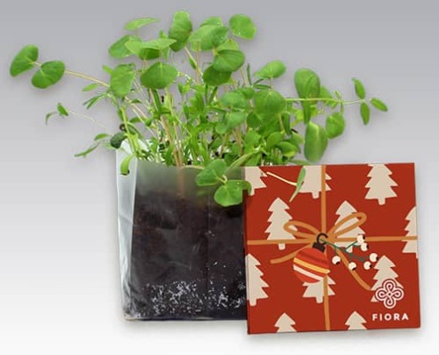 Seasonal Direct Mail Products