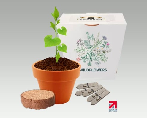 Clay Pot Grow Kit - Essentials Range