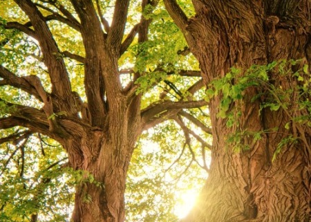 Shot of Trees with Sun Shining through branches