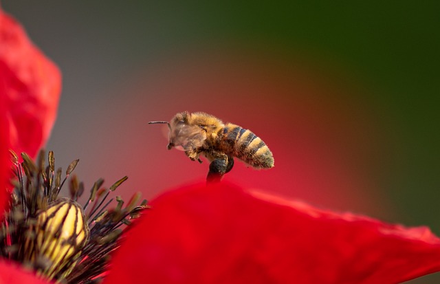 Bee on Poppy Flower
