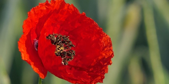 Red Poppy Flower