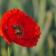 Red Poppy Flower