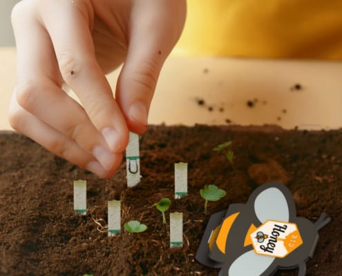 Planting Seedsticks from a bee-themed package