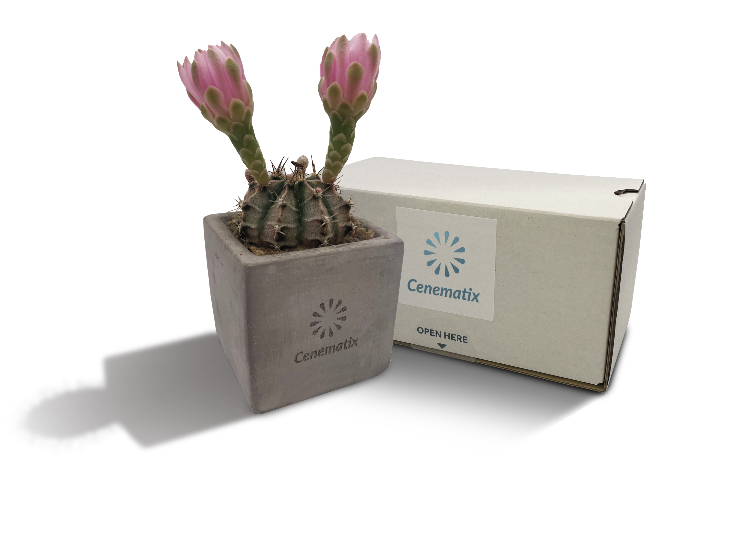 Concrete Cacti - Example Artwork 2 (3D) (LPS-002) 1