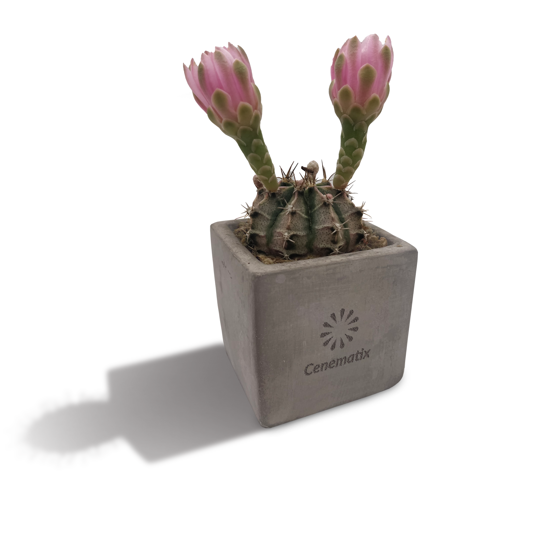 Concrete Cacti - Example Artwork 2 (3D) (LPS-002) 2