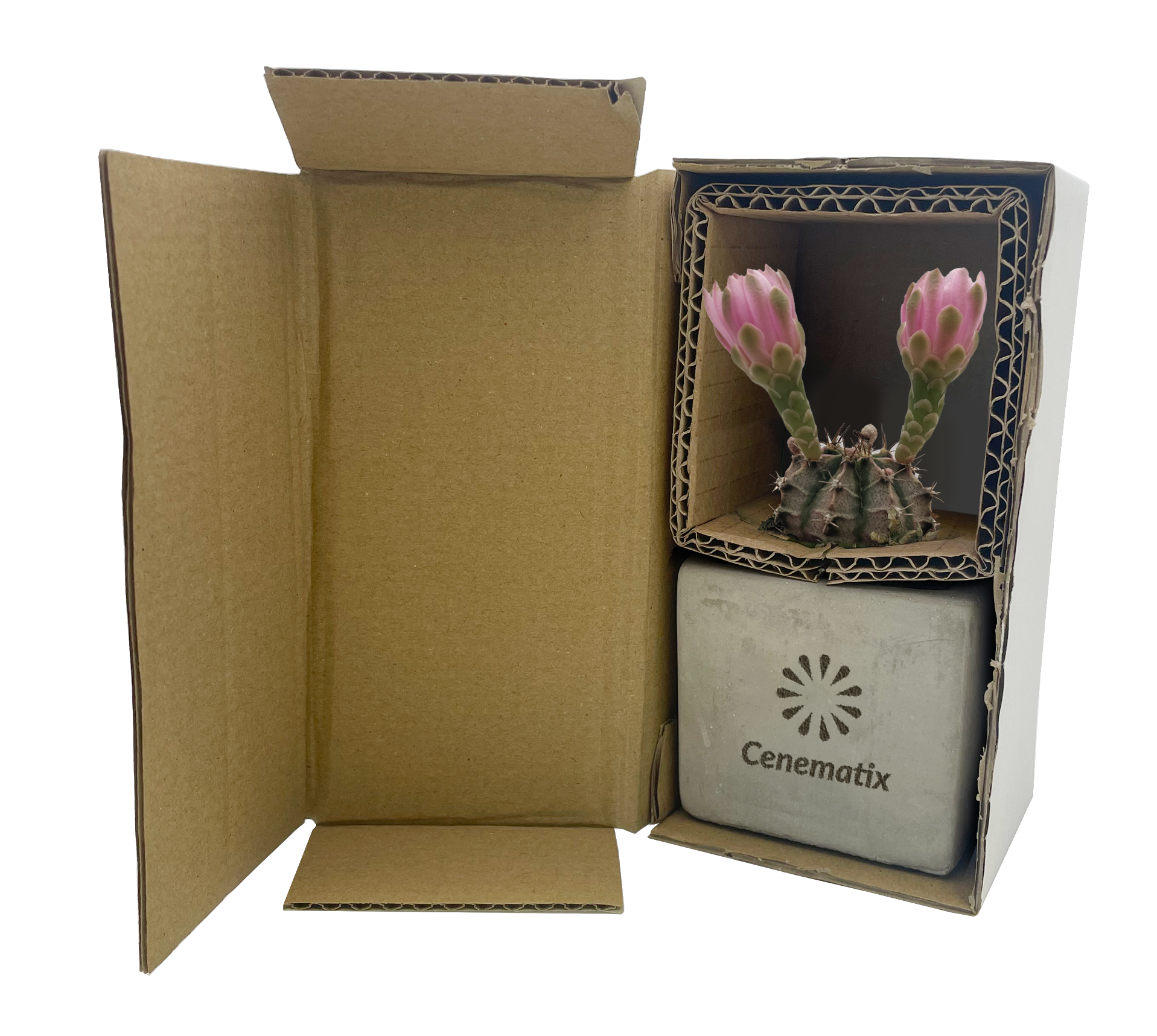 Concrete Cacti - Example Artwork 2 (3D) (LPS-002)