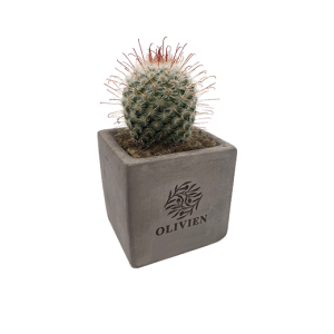 Cacti