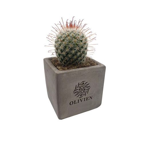 Concrete Cacti - Example Artwork (3D) (LPS-002) (1)