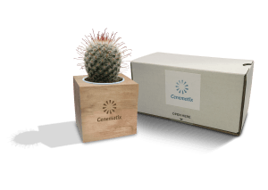 Live Plants- Cacti with Wooden Cube POtBox