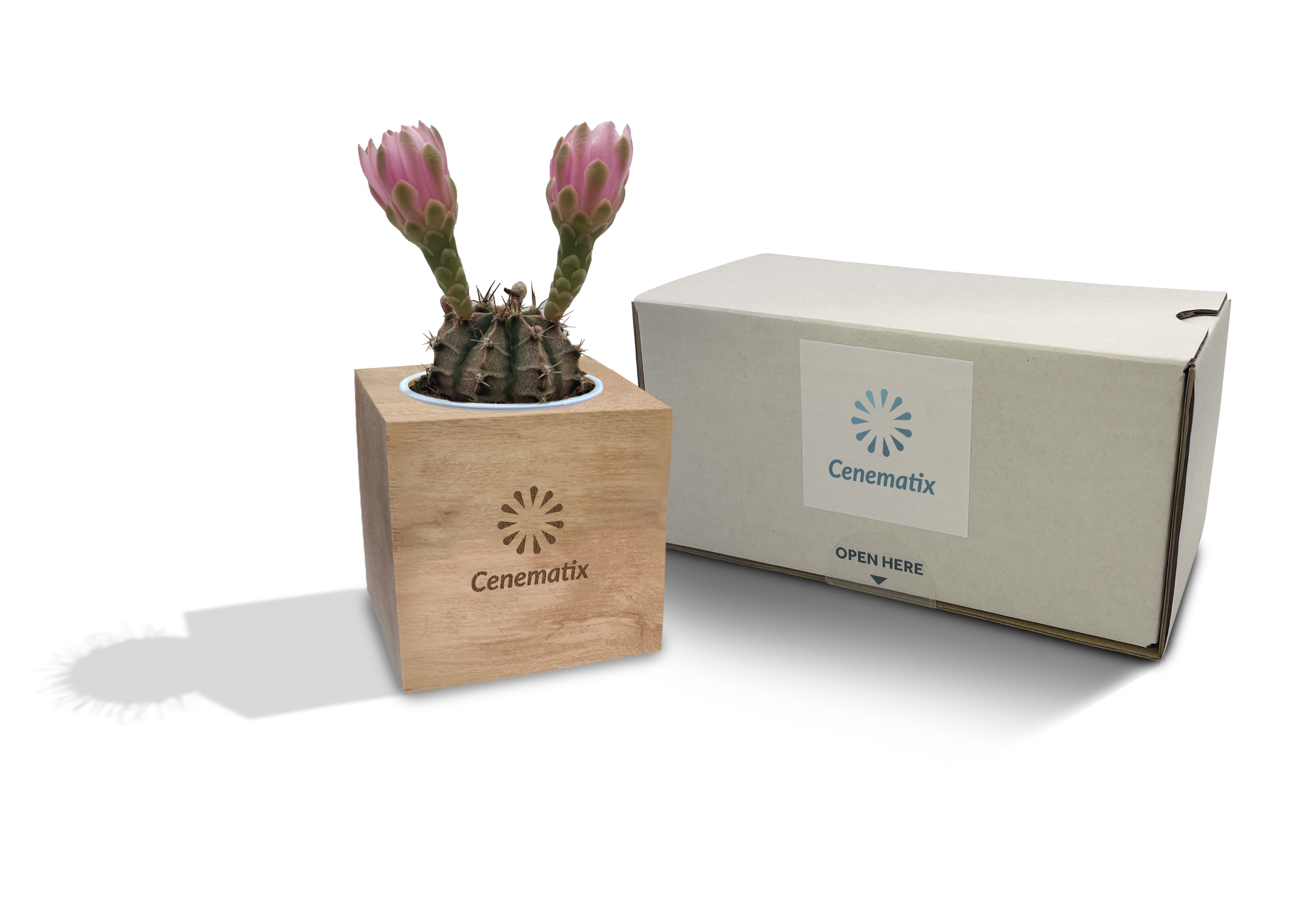 Wooden Cacti - Example Artwork 2 (3D) (LPS-004) 1