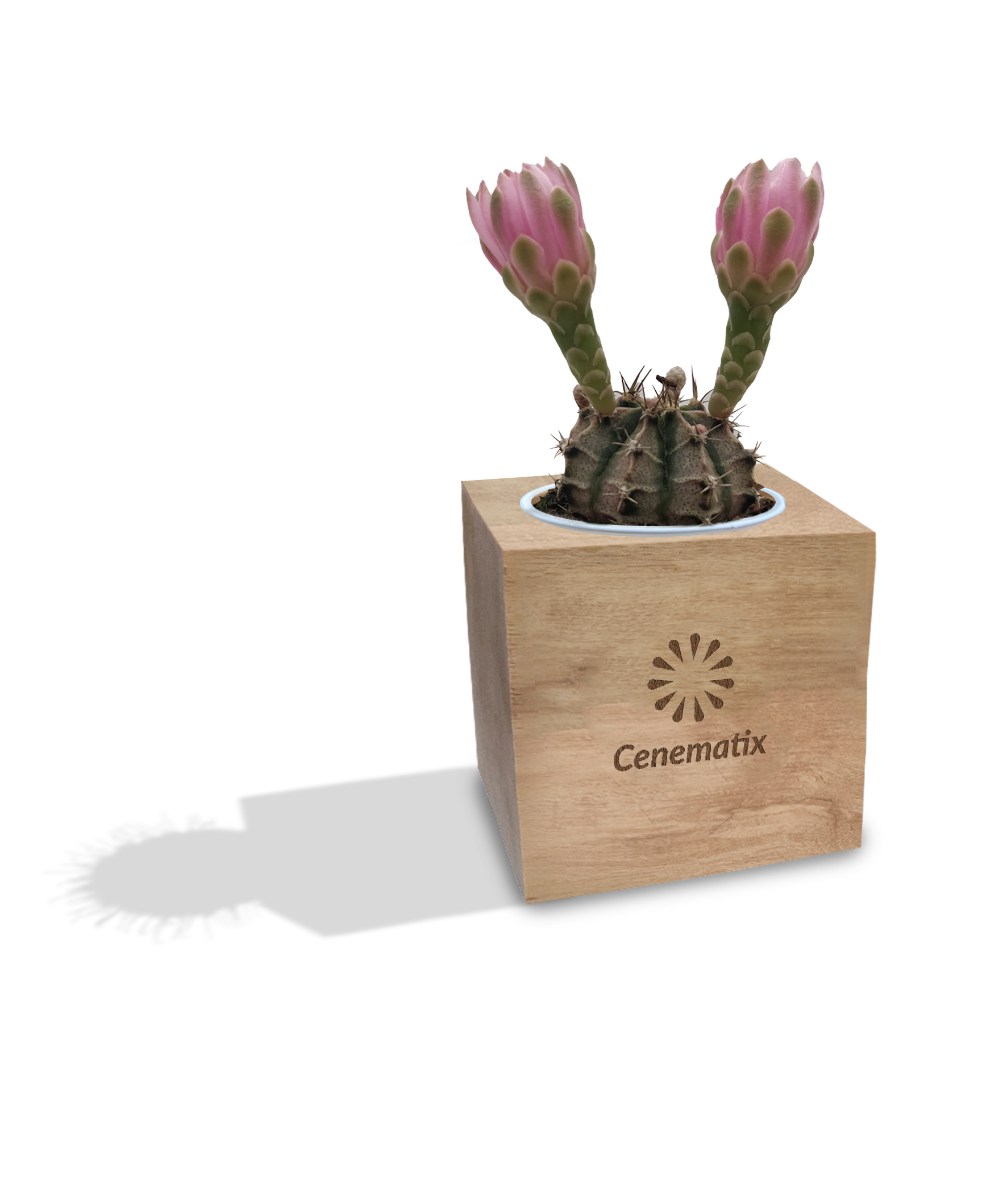 Wooden Cacti - Example Artwork 2 (3D) (LPS-004) 2