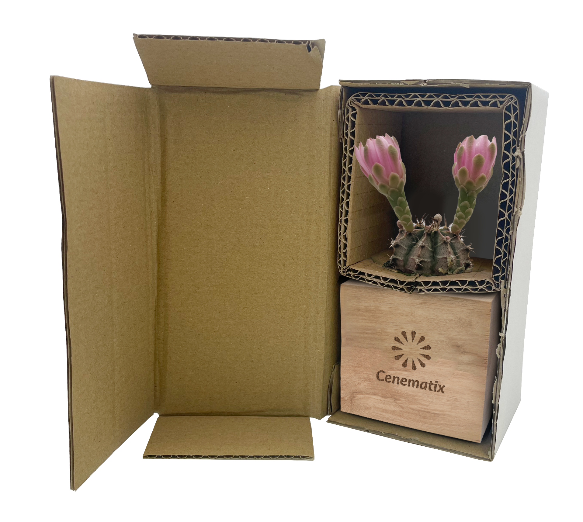 Wooden Cacti - Example Artwork 2 (3D) (LPS-004)