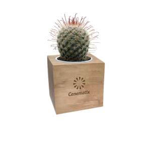 Cacti in promotional wooden pot