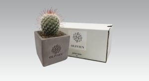 Live cacti in concrete pot