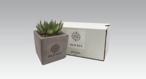 Succulent plant in concrete pot