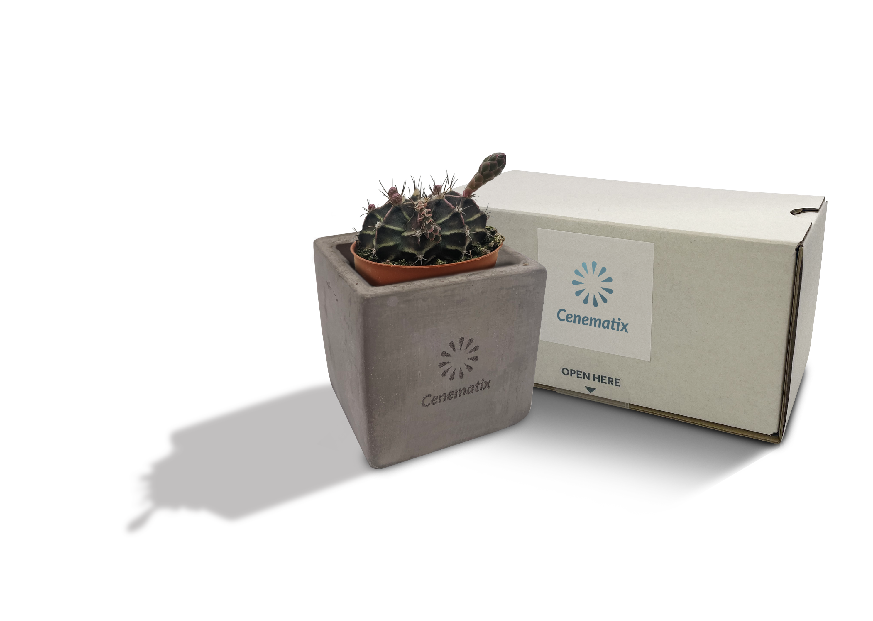 Concrete Cacti - Example Artwork 2 (3D) (LPS-002) 1