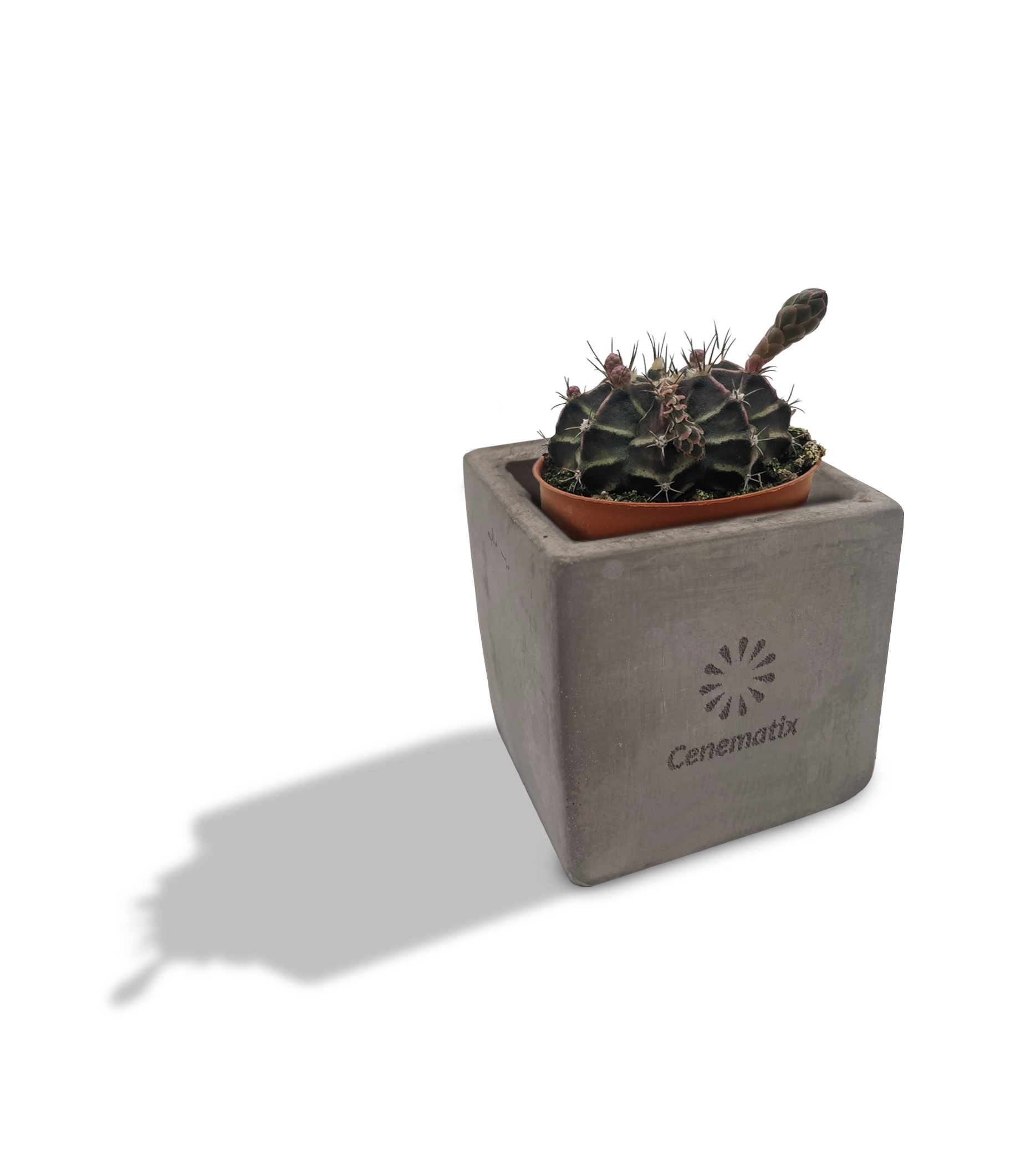 Concrete Cacti - Example Artwork 2 (3D) (LPS-002) 2