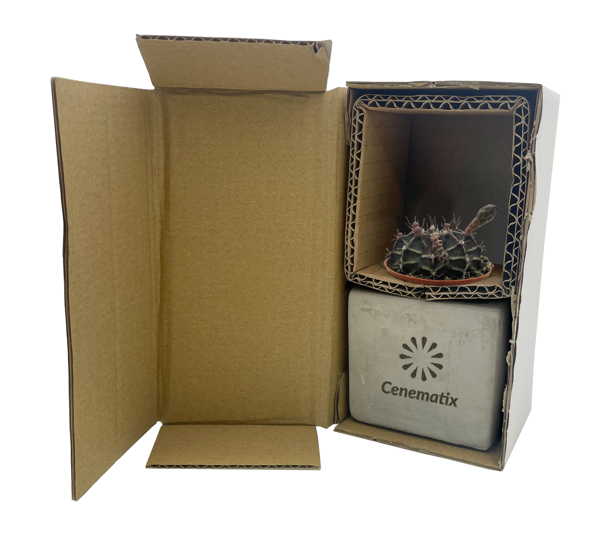 Concrete Cacti - Example Artwork 2 (3D) (LPS-002) copy