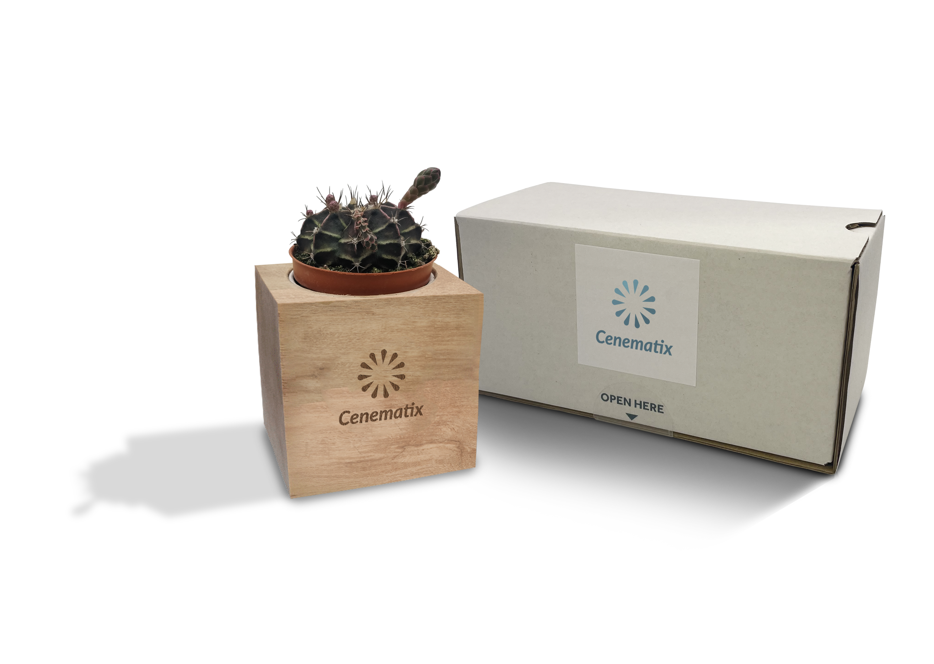 Wooden Cacti - Example Artwork 2 (3D) (LPS-004) 1