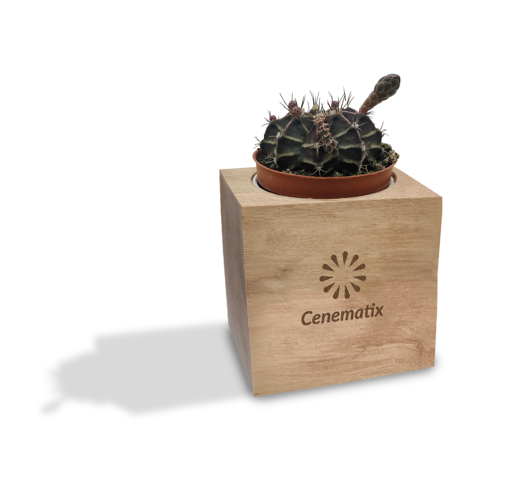 Wooden Cacti - Example Artwork 2 (3D) (LPS-004) 2