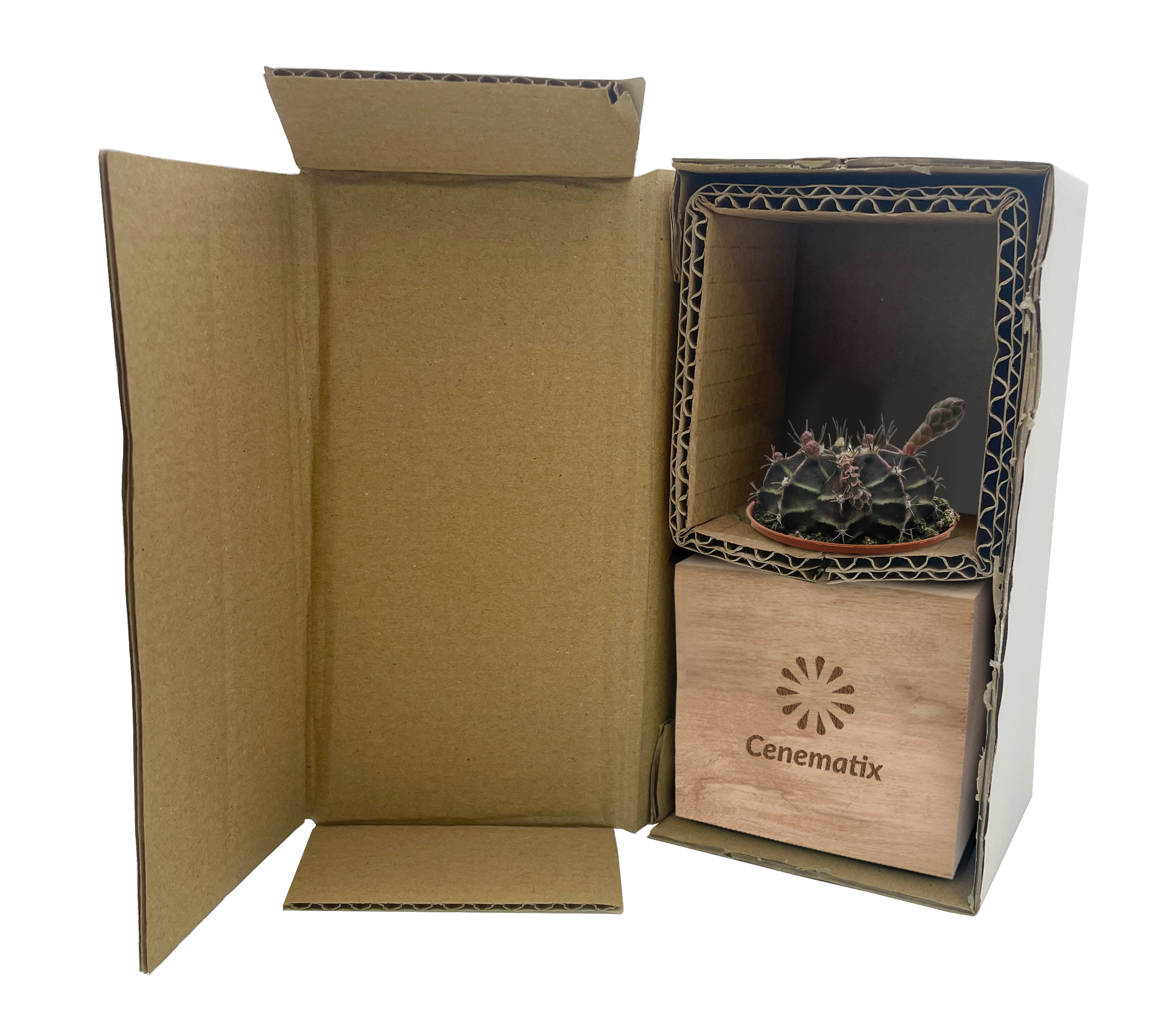 Wooden Cacti - Example Artwork 2 (3D) (LPS-004)