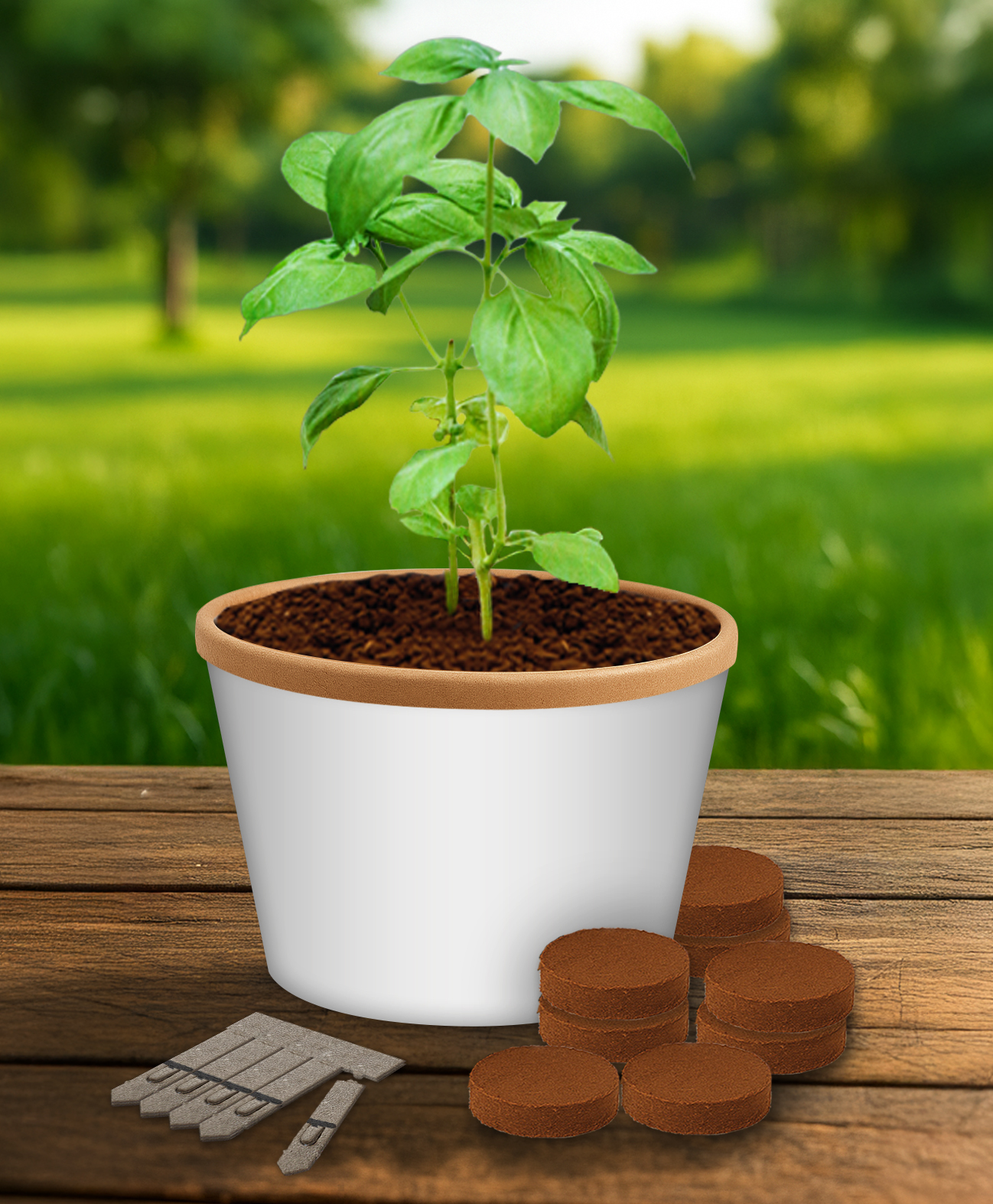 Desktop Cup Gardens - Example Artwork (3D) (GKS-031)_Lifestyle_Growing plant_ Unbranded