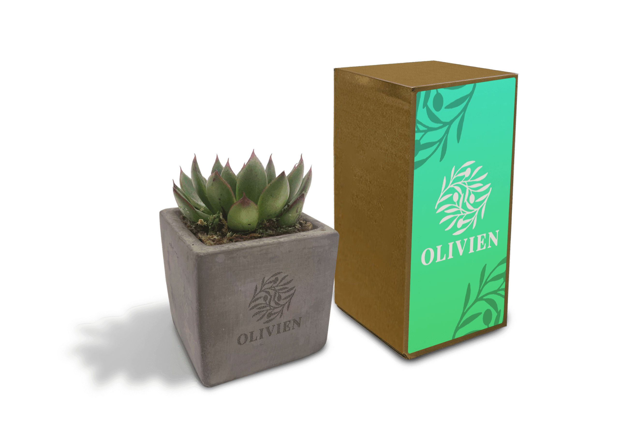 Concrete Succulent- Example Artwork (3D) LPS-001 (1)