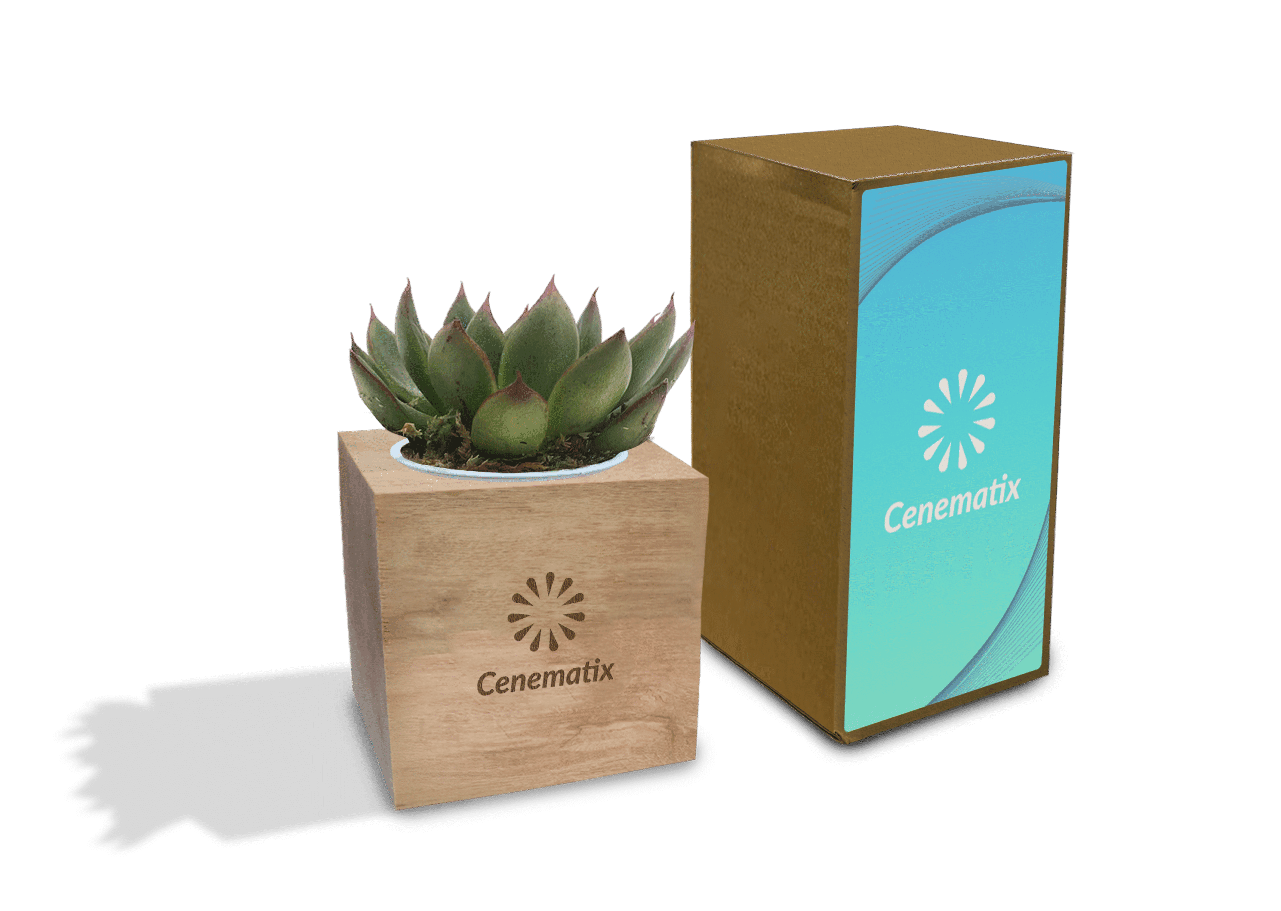 Wooden Succulent - Example Artwork (3D) (LPS-003)