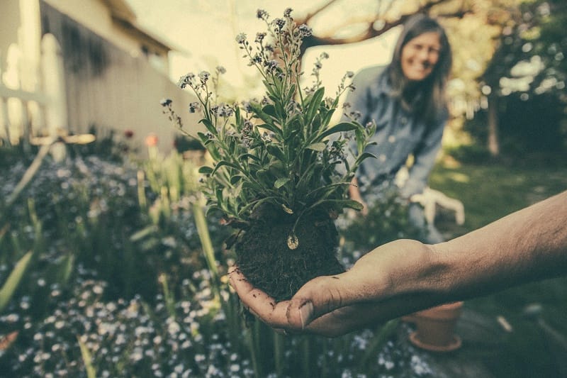 Ladies touching lavender