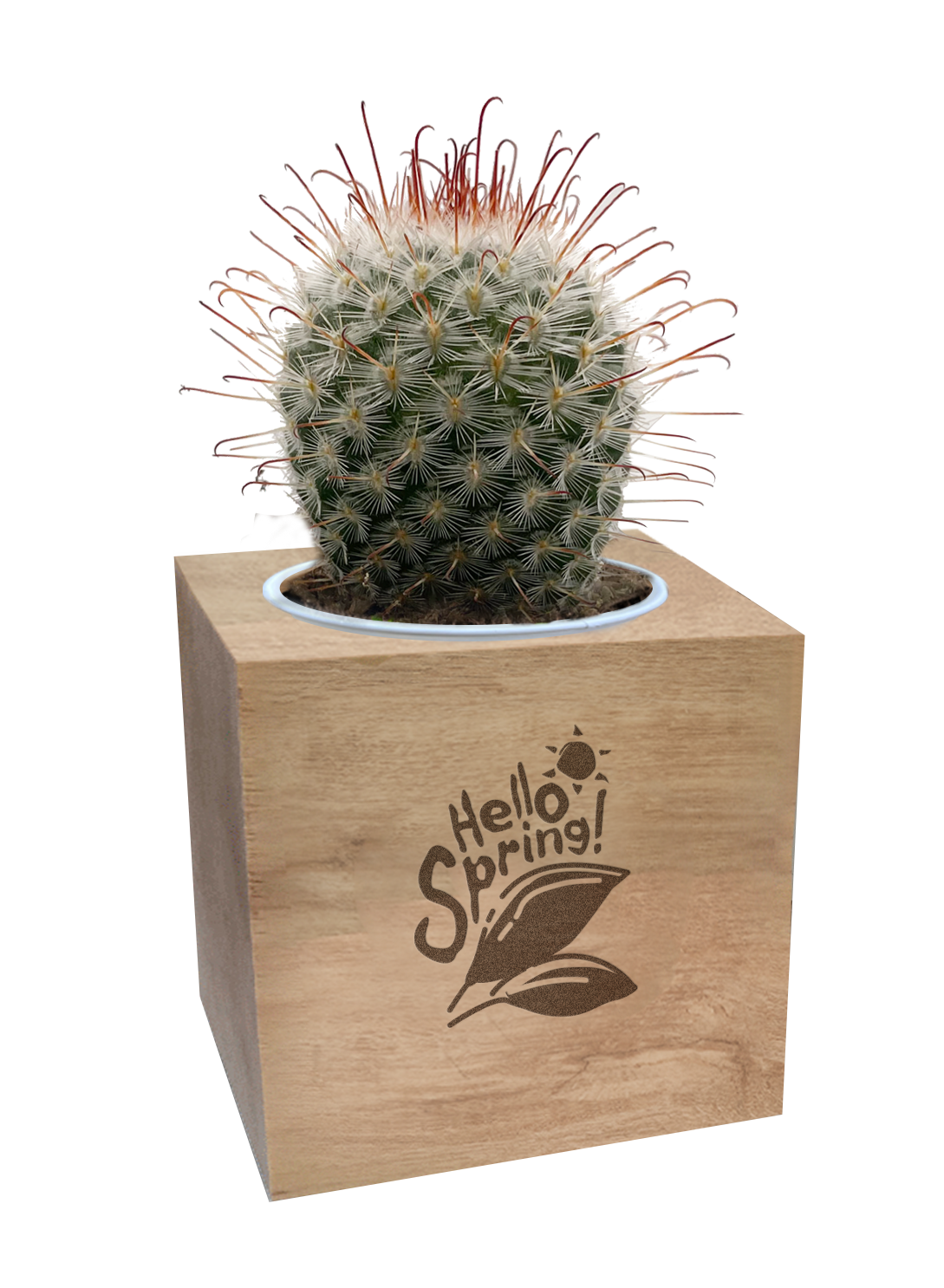 Live Plants Cube- Cacti.png