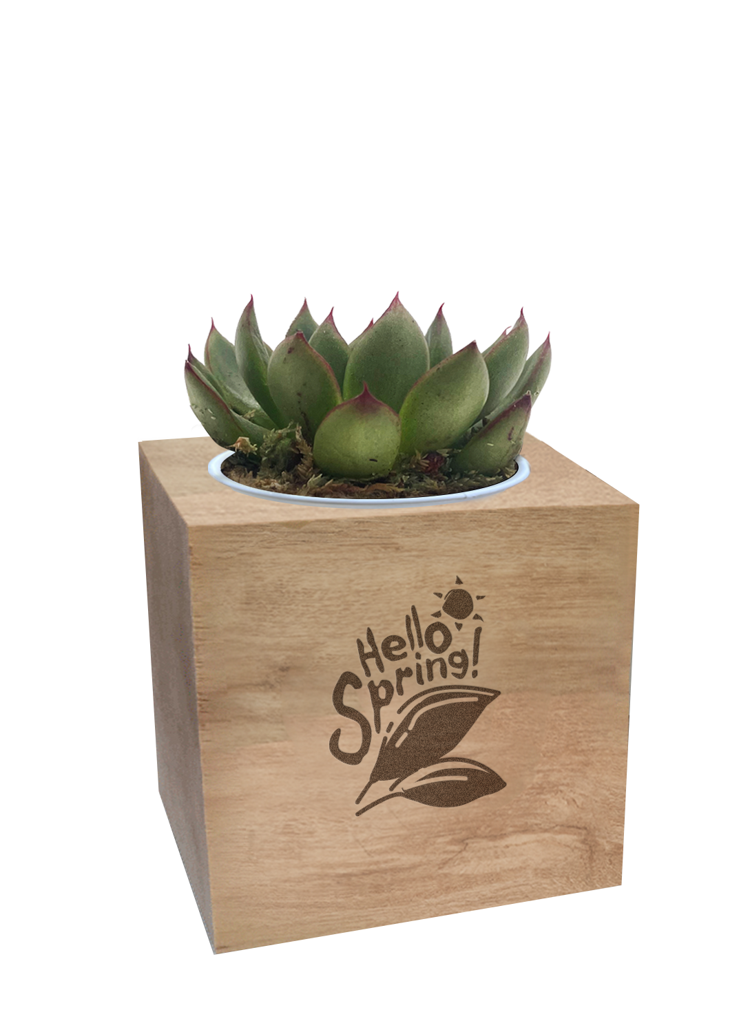 Live Plants Cube-Succ.png