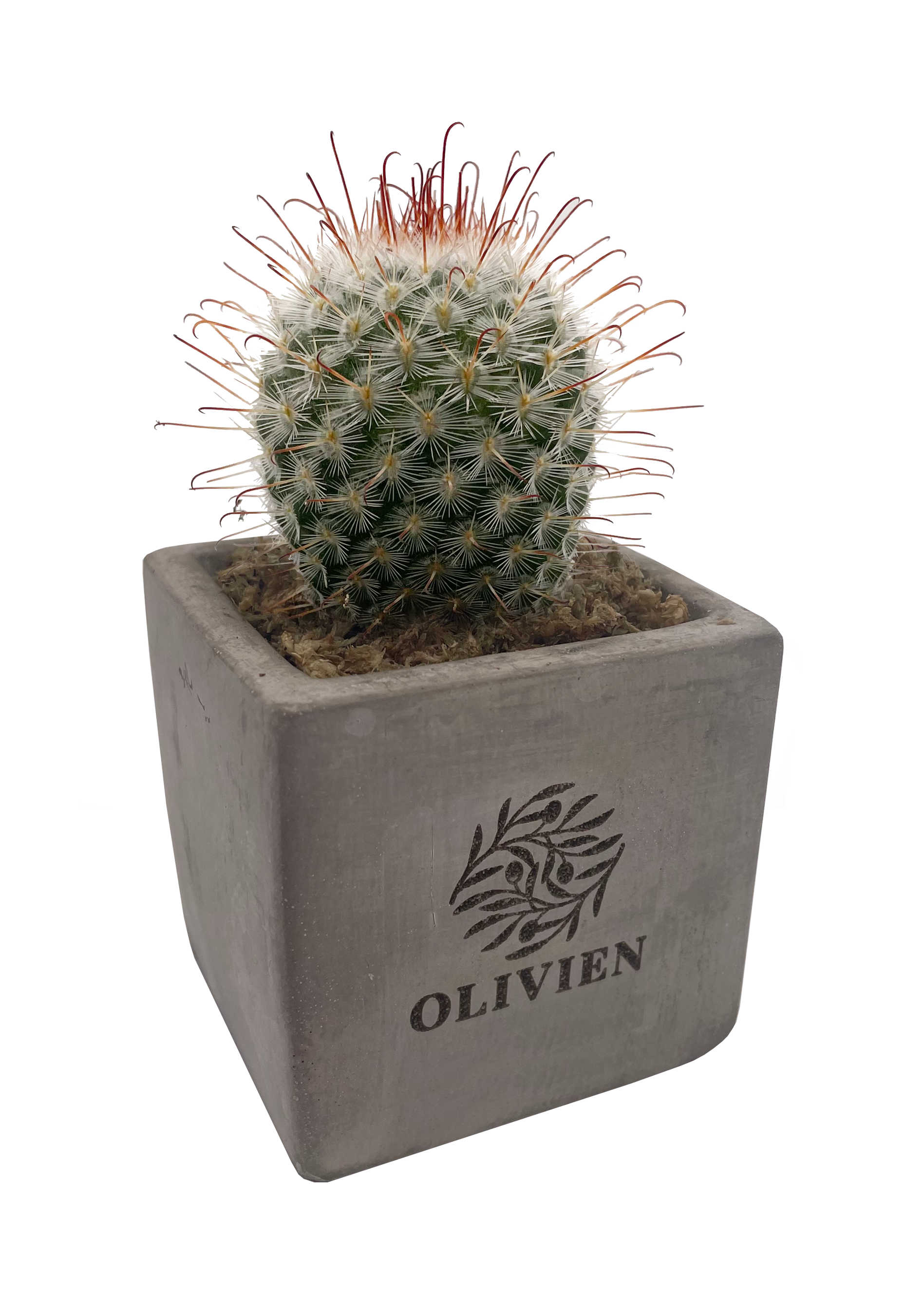 Live-Plants - Cacti.png