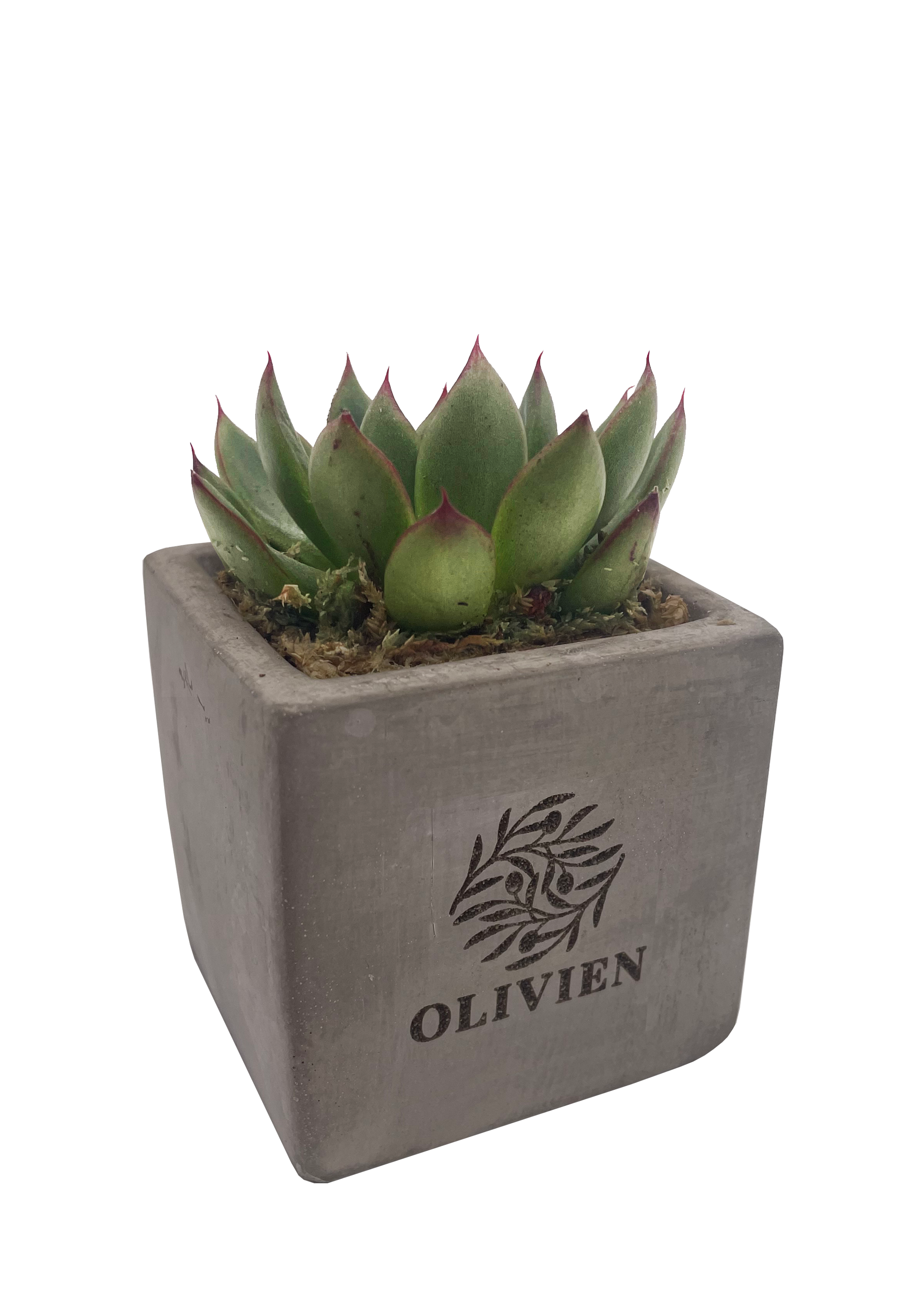 Live-Plants - Succulent.png
