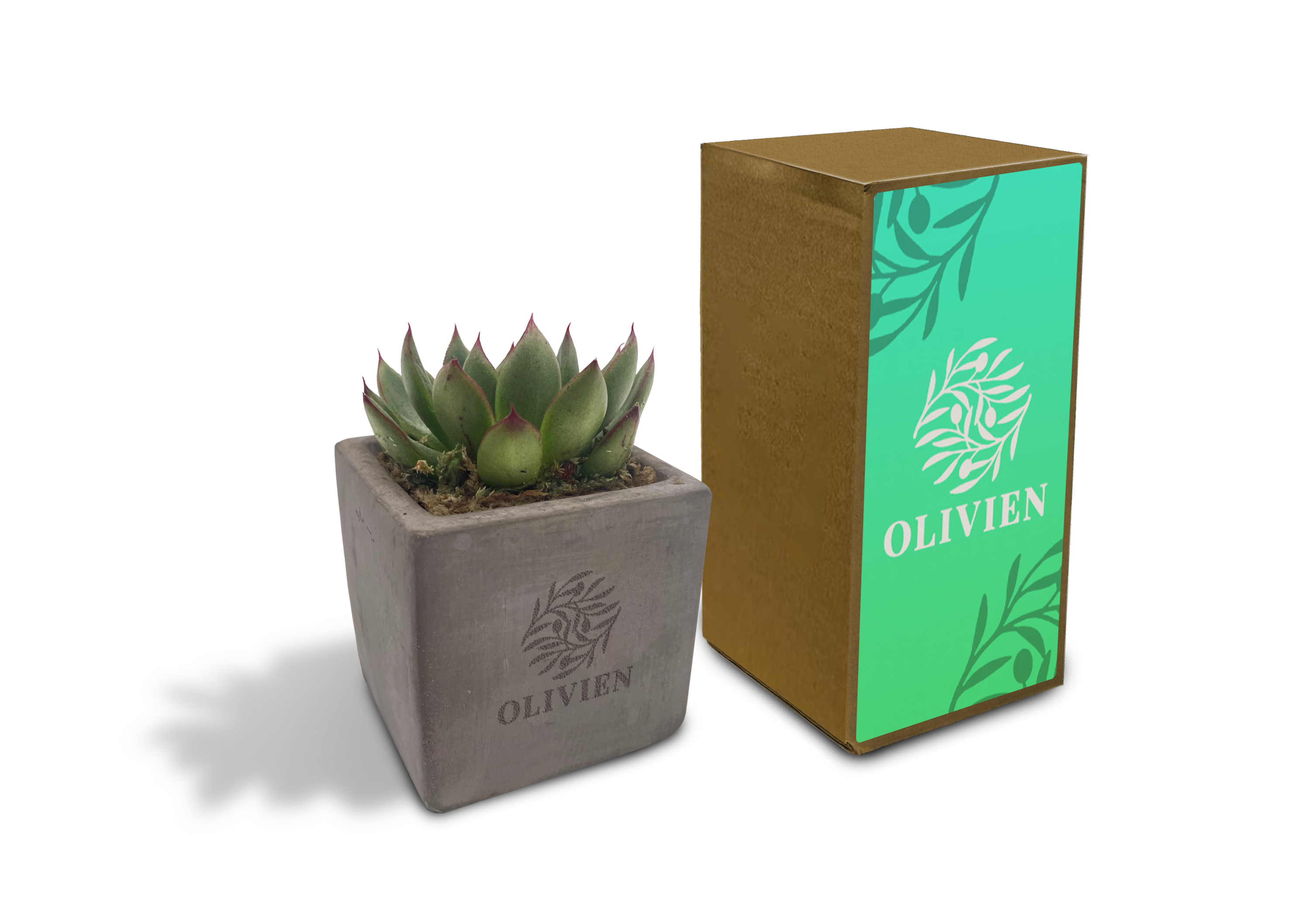 Concrete Succulent- Example Artwork (3D) LPS-001.png