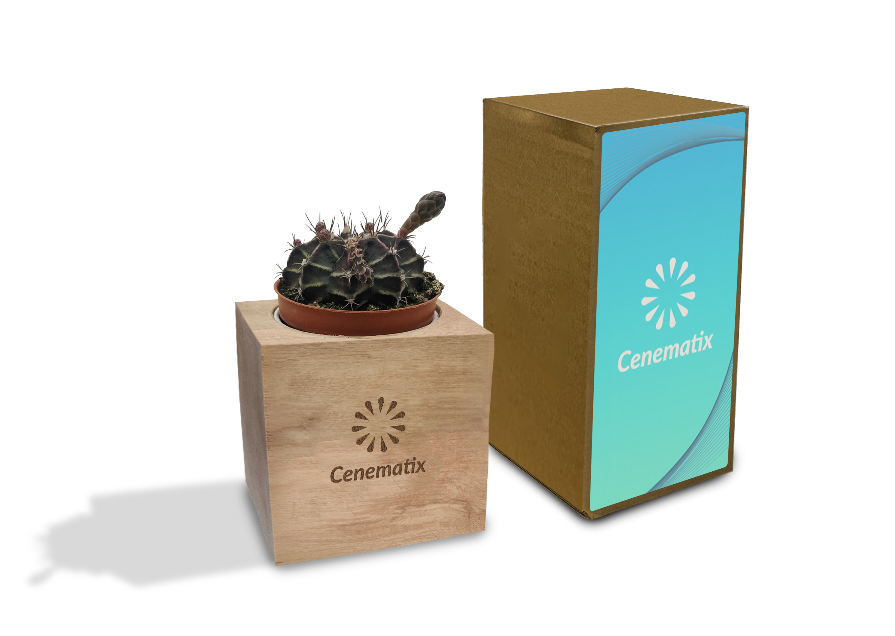 Wooden Cacti - Example Artwork (3D) (LPS-004).png
